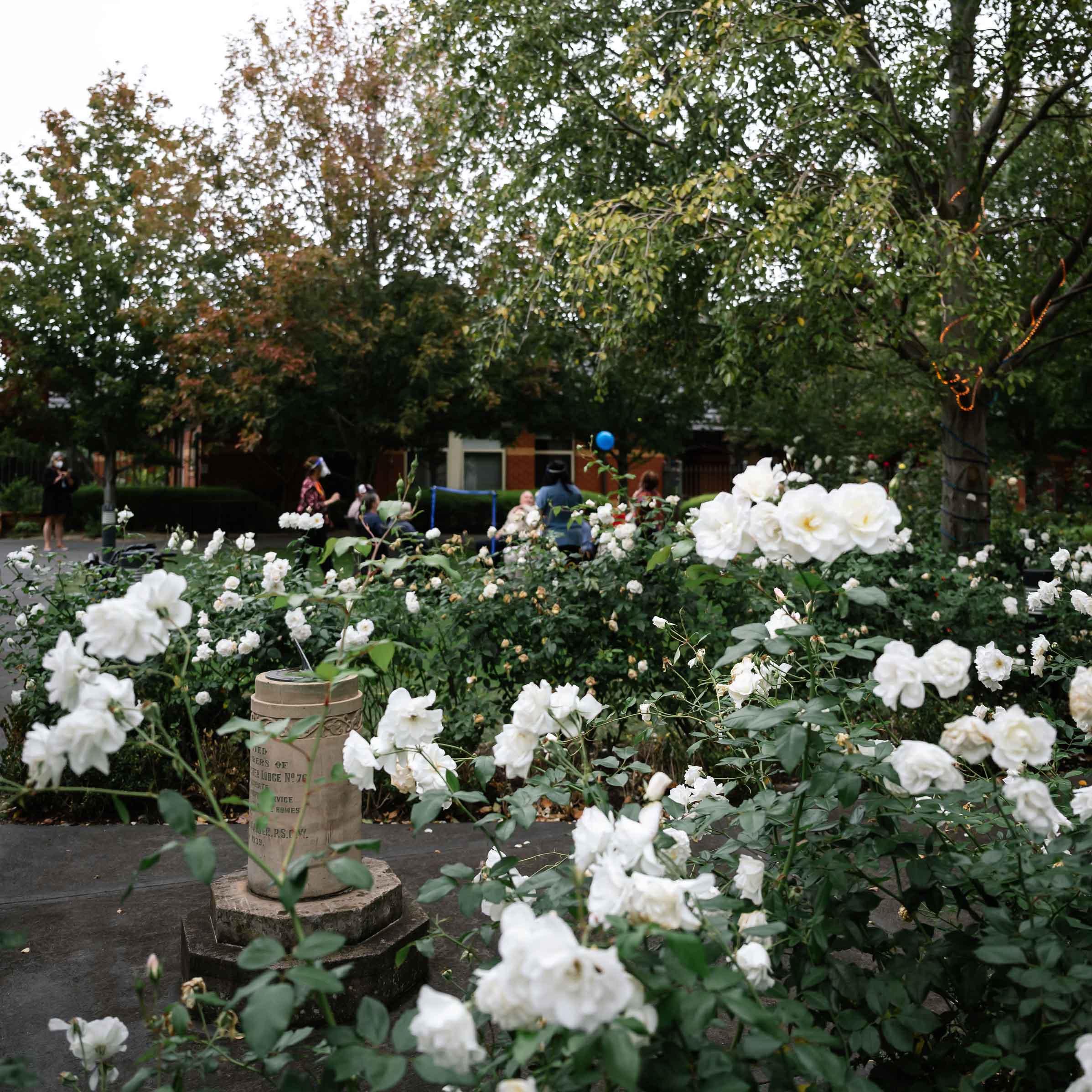 White roses in a retirement village garden.