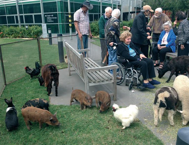 A group of senior citizens enjoying an outdoor petting zoo with various animals, including goats, pigs, a rabbit, and a chicken.